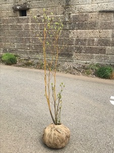 クロモジ　黄色いお花　株元から150ｃｍ