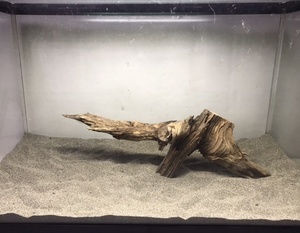 I15[ prompt decision ]. water has confirmed natural fresh water driftwood .. disinfection .. natural collection driftwood aquarium aquarium tera lilium reptiles insect objet d'art 