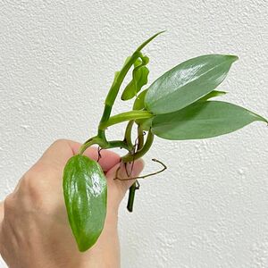 観葉植物 フィロデンドロン シルバーメタル 抜き苗