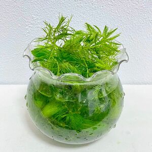 無農薬　マツモ 水草 ビオトープ　アクアリウム