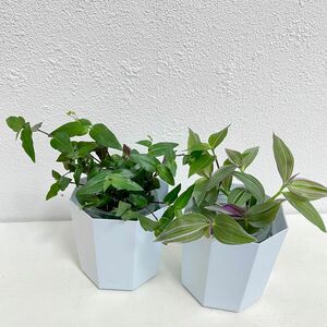 観葉植物 ブライダルベールとトラディスカンティア 抜き苗