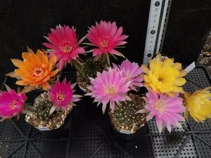 【花サボテン】　５株セット　１1３　Lobivia hybrid　多花性　美花　耐寒性　【◎ロビビア・エキノプシス・カマエセレウス◎】