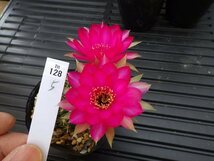 【花サボテン】　５株セット　１２８　Lobivia hybrid　多花性　美花　耐寒性　【◎ロビビア・エキノプシス・カマエセレウス◎】_画像7