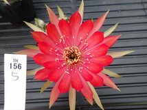 【花サボテン】　５株セット　１５６　Lobivia hybrid　多花性　美花　耐寒性　【◎ロビビア・エキノプシス・カマエセレウス◎】_画像6