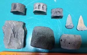 日本の化石　宮城県産、中新世後期のクジラ類とサメの脊椎骨とサメの歯セット