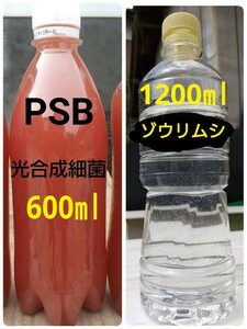 PSB(光合成細菌)600ml＆ゾウリムシ　1200ml　メダカやミジンコの餌　。 グリーンウォーター 金魚 クロレラ