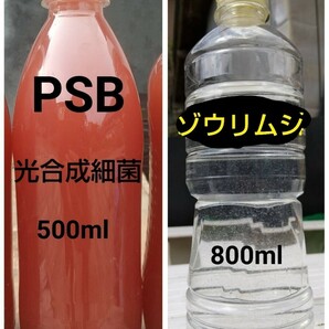 PSB(光合成細菌)500ml＆ゾウリムシ　800ml　メダカやミジンコの餌　金魚
