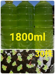 天然　グリーンウォーター (種水、青水)1800ml &浮草×30株。メダカ　金魚　　水草　ゾウリムシ