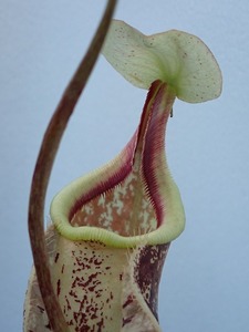食虫植物　ネペンテス　N.rafflesiana 'Koshikawa'