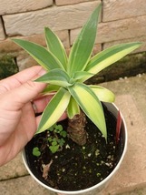 アガベ　アテヌアータ　極麗錦選抜(Agave attenuata variegated)_画像7