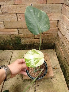 モンステラ　ボルシギアナ　セブブルーミント(Monstera deliciosa var.Borsigiana Cebublue Mint)