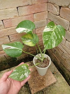 モンステラ 　ボルシギアナ　白斑(Monstera deliciosa var.borsigiana white variegata)