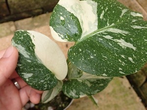 モンステラ　デリシオーサ　極麗斑(Monstera deliciosa beauty variegated)