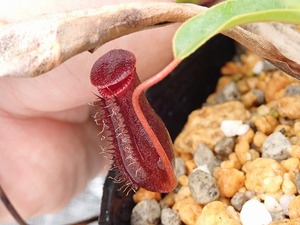 食虫植物　ネペンテス　Nepenthes lowii x ventricosa-red 