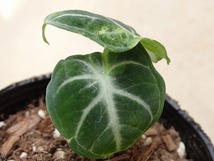 アロカシア　ニンジャ斑入り　Alocasia reginula Ninja variegata_画像3