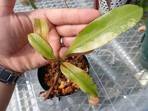 食虫植物　ネペンテス　ミラビリス　斑入り　Nepenthes mirabilis variegata