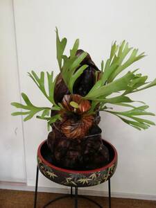 lido Ray . stock - antique Japanese cedar board attaching . staghorn fern No1