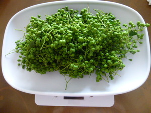  zanthoxylum fruit. real 300g