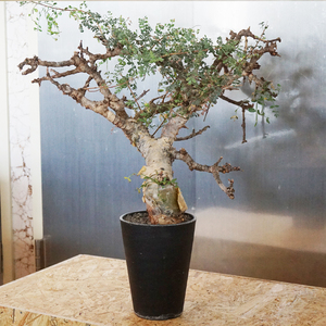 コミフォラ ピンネイトリーブス 大株 発根済 / Commiphora pinnate leaves