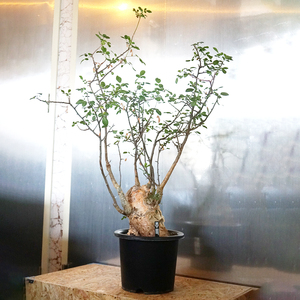 bruse rough . Garo ites extra-large stock departure root settled / Bursera fagaroides