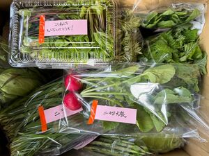 常温便 秋田県産 自然農法 野菜 山菜 セット サイズ80