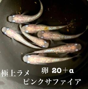 極上ラメ◇メダカの館様血統◇ ピンクサファイアメダカの卵　20+α 1000円めだか 現物 