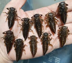 水棲昆虫　オニヤンマ幼体（ヤゴ）10匹　天然個体