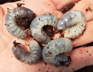 グラントシロカブトムシ2令幼虫　5頭+死着補償1頭　アメリカ合衆国・アリゾナ州産CBF1