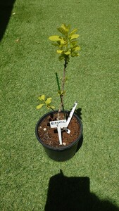 直接引き取り限定　長野県　スモークツリー　4ゴールデンレディ　レア品種　5号鉢