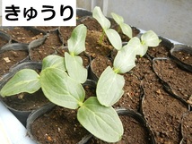 野菜の種 【きゅうりの種】つるあり夏すずみ 2023年採取 約15粒 他の種との同梱一律84円で発送_画像3