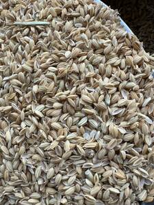 15kg 砕米まじり　軽籾　しいな　籾殻　小米　鳥の餌　えさ　動物のエサ　30kgの米袋にパンパン