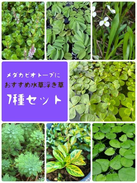 メダカビオトープ　おすすめ水草＆浮き草7種セット