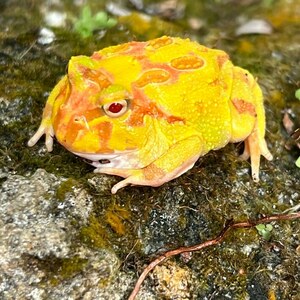 [ frog ][3.0-4.0cm] Clan well tsunoga L apricot [2 pcs ][60]