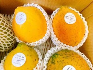  Okinawa main island north part .... production direct fruit papaya 1.!