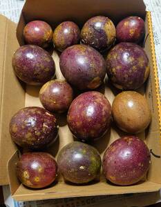  with translation fruits also beautiful taste ..!! Okinawa production passionfruit pesticide un- use! processing for ....!