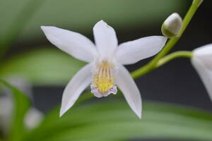最新花のチャボシラン、白色系黄舌タイプ、H