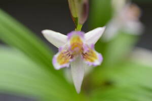 最新花のチャボシラン、薄ピンク色系三舌タイプ（三蝶咲き）N