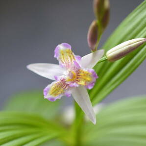 最新花のチャボシラン、薄ピンク色系三舌タイプ（三蝶咲き）Nの画像3