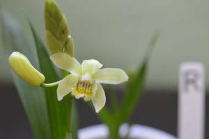 最新花のチャボシラン、黄花タイプR