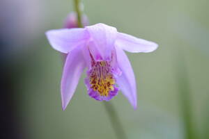 最新花のチャボシラン、スミレ色紫舌タイプ、U