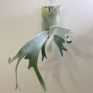 ^ white P. willinckii CB..^ staghorn fern Platycerium choco_bat