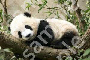 A４ポスター　高画質　一点物　ジャイアントパンダ　野生動物　動物　写真　かわいい　タンタン　シャンシャン　パンダ　