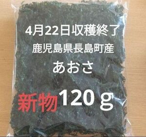 4月22日収穫終了 鹿児島県長島町産 あおさ あおさのり 乾燥あおさ