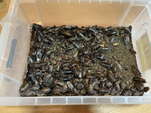  own breeding te. Via large amount imago ~ larva till ...600~800 pcs breeding . please!