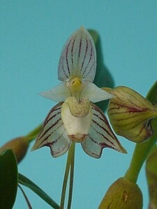 T♪小型洋蘭　 Bulbophyllum ambrosia 　 　 洋ラン