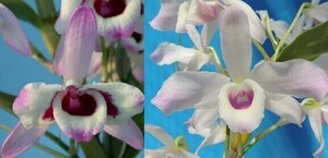 T♪洋蘭　Dendrobium nobile x sib.(cooksonianum x ballianum) デンドロビューム 洋ラン