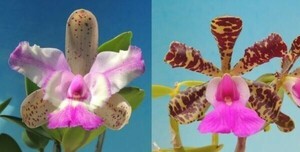 T♪洋蘭　　Cattleya Calummata x aclandiae`Fagiano' 　 小苗寄せ植え　 　　カトレア 　 洋ラン