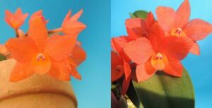 T♪洋蘭　 Cattleya cernua x sib. (`Setting Sun' x `Hinomaru' ) 小苗寄せ植え　カトレア　 洋ラン