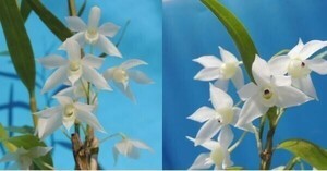 T♪洋蘭　　Dendrobium hercoglossum x sib.(album`White Angel' x `Snow Drop') デンドロビューム 洋ラン