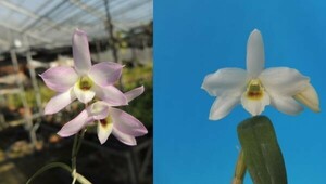 T♪洋蘭　Dendrobium Perfume(moniliforme x trantuanii )　 セッコク交配 デンドロビューム　 洋ラン